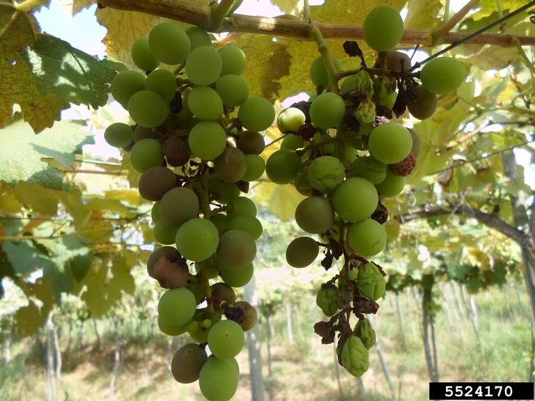 Plasmopara viticola - Plamenjača vinove loze